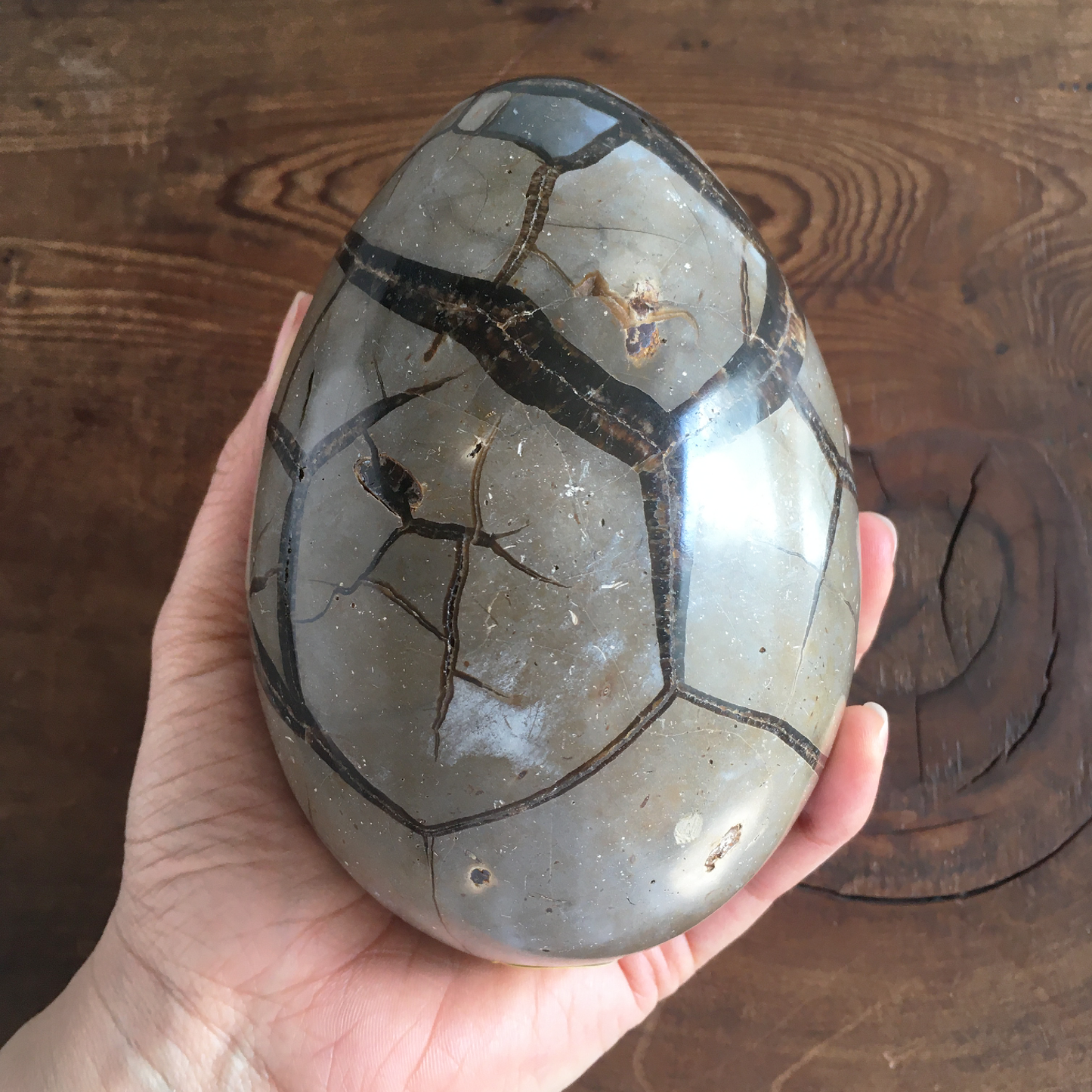 5" Black Druzy Septarian Egg #0B