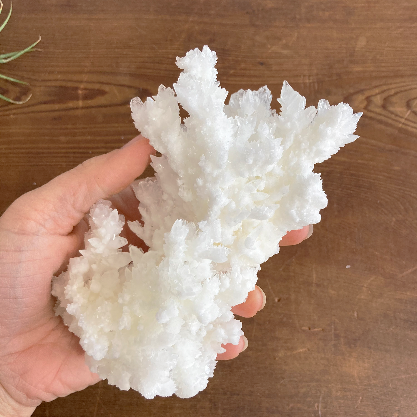 5.75" White Aragonite Calcite Cluster