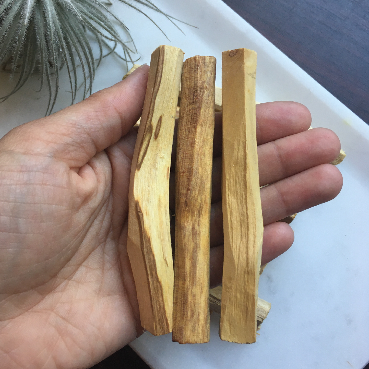 Palo Santo Fresh Holy Wood Sticks