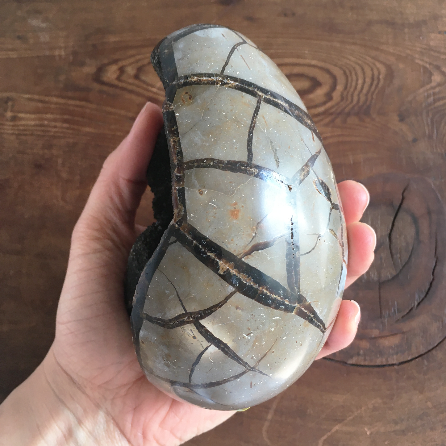 5" Black Druzy Septarian Egg #0B
