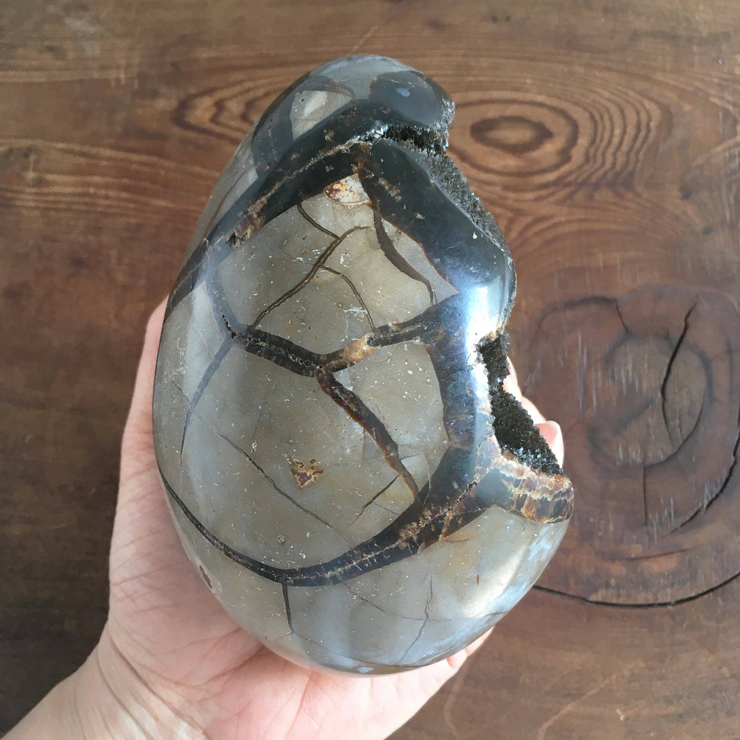 5" Black Druzy Septarian Egg #0B