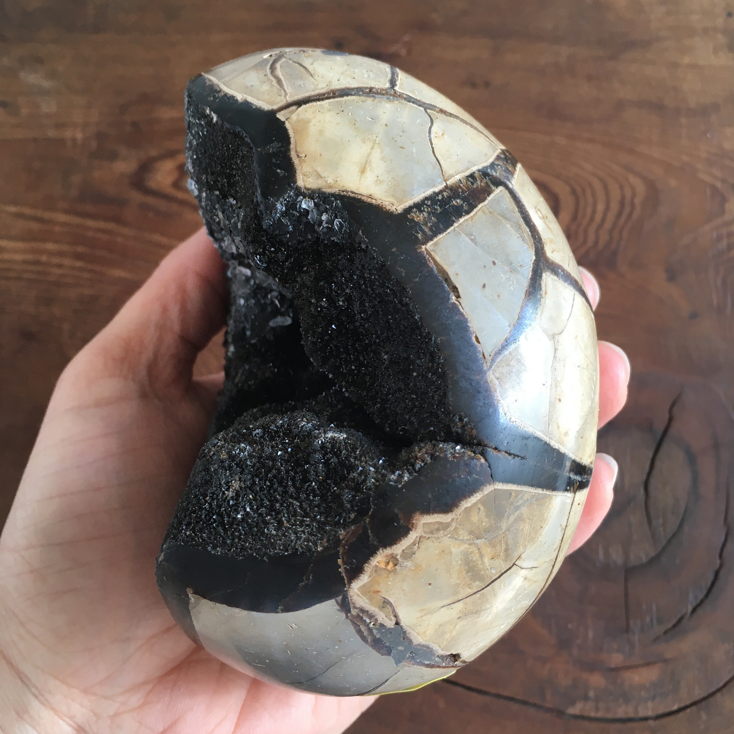 4.4" Black Druzy Septarian Egg #0C