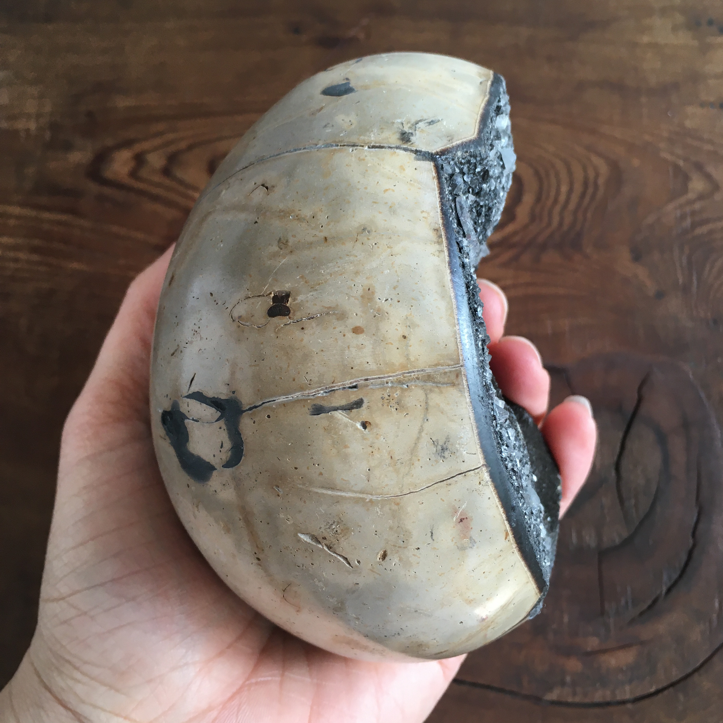 4.4" Black Druzy Septarian Egg #0C